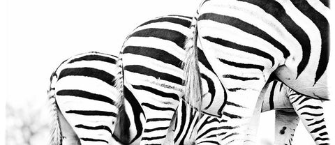 Zebra Back Ceramic Coffee Mug