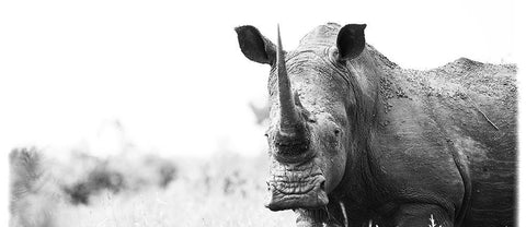 African White Rhinoceros Ceramic Coffee Mug