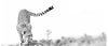 Black and White Custom Printed African Cheetah Hunt Ceramic Coffee Mug