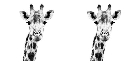 African Giraffe Stare Ceramic Coffee Mug