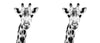 African Giraffe Stare Ceramic Coffee Mug