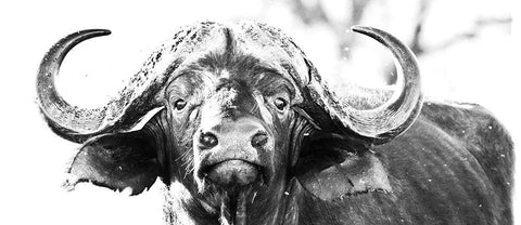 Coffee Mug BW11 Buffalo