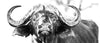 Coffee Mug BW11 Buffalo
