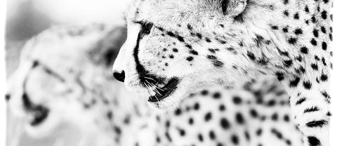Coffee Mug BW16 Cheetah