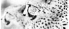 Coffee Mug BW16 Cheetah