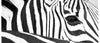Coffee Mug BW18 Zebra