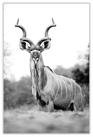 African Greater Kudu Art Print 23" x 15"