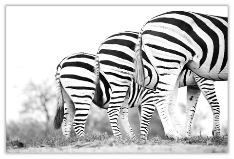 African Zebra Backs Art Print 23" x 15" BW04