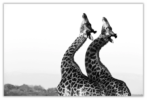 African Twin Giraffe Art Print 23" x 15" BW05