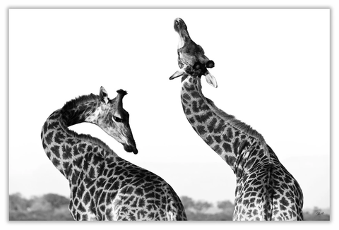 African Lean Back Giraffe Art Print 23" x 15" BW06