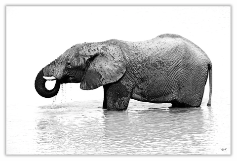 African Elephant Art Print 23" x 15" BW07