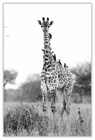 African Giraffe Art Print 23" x 15" BW08