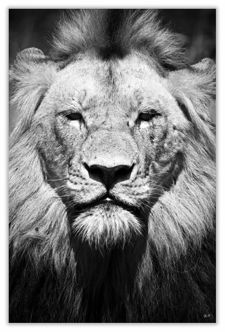 African Lion Big Face Art Print 23" x 15" BW11