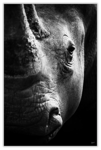 White Rhino Face Art Print 23" x 15" BW12