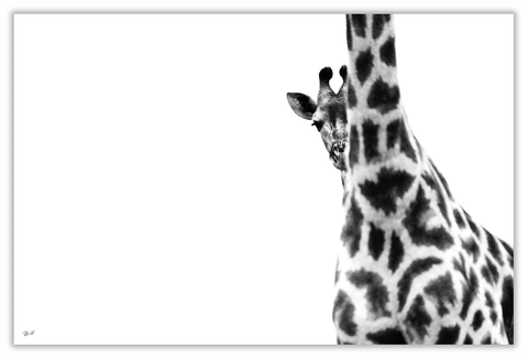 African Peeping Giraffe Art Print 23" x 15" BW13