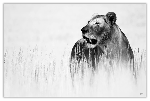 African Lioness Art Print 23" x 15" BW14