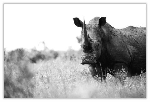 White Rhino Art Print 23" x 15" BW16