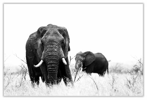 African Walking Elephant Art Print 23" x 15" BW17