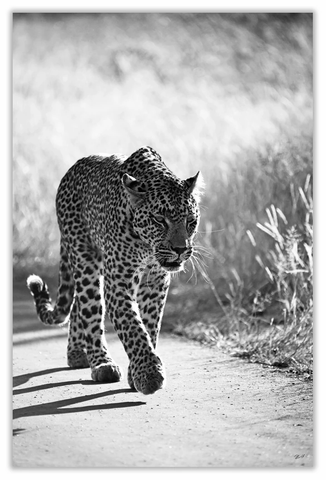 Walking African Leopard Face Art Print 23" x 15" BW18