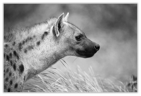 African Spotted Hyena African Leopard Face Art Print 23" x 15" BW19
