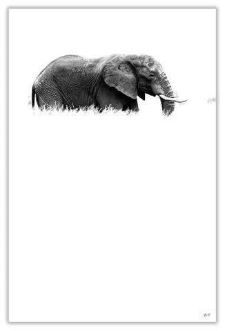 African Elephant Art Print 23" x 15" BW20