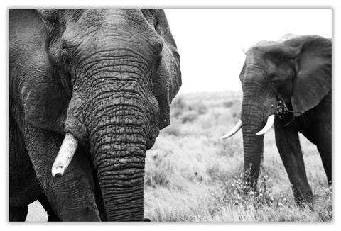 African Elephant Art Print 23" x 15" BW21