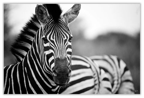 African Zebra Frontal Art Print 23" x 15" BW23