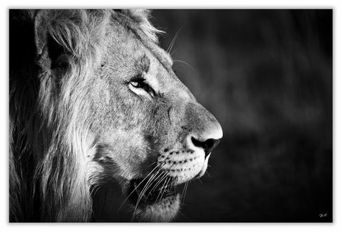 African Lion Side Art Print 23" x 15" BW24