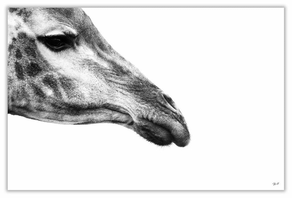 African Giraffe Art Print 23" x 15" BW34