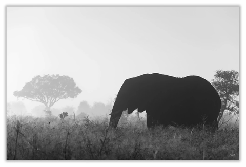 African Elephant Art Print 23" x 15" BW35