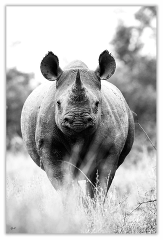Black Rhinoceros Art Print 23" x 15" BW38