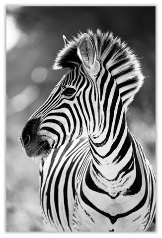 African Zebra Walking Art Print 23" x 15" BW39