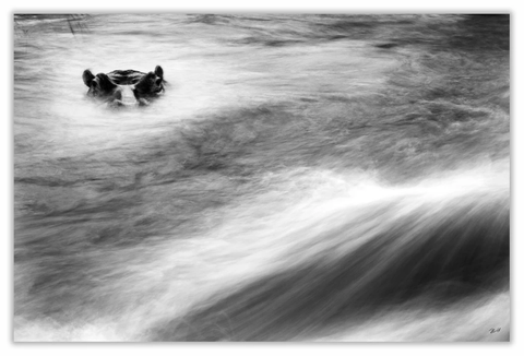 Hippopotamus Art Print 23" x 15" BW40
