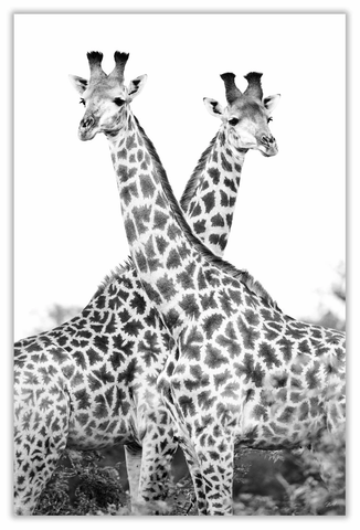 African Giraffe Art Print 23" x 15" BW42