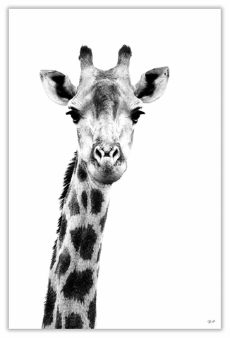 African Giraffe Art Print 23" x 15" BW46