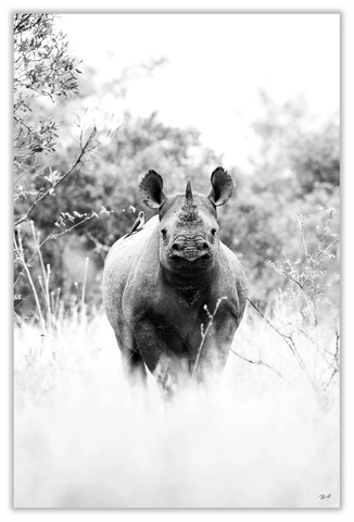 Black Rhinoceros Art Print 23" x 15" BW47