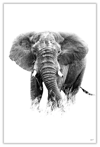 African Elephant Art Print 23" x 15" BW48