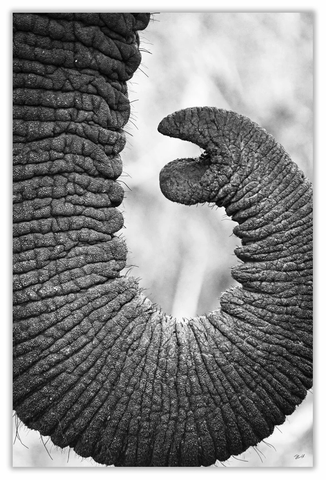 African Elephant Trunk Art Print 23" x 15" BW51
