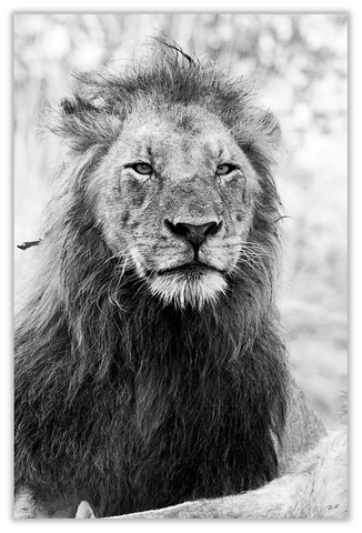 African Lion Art Print 23" x 15" BW56
