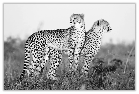 African Cheetah Art Print 23" x 15" BW57