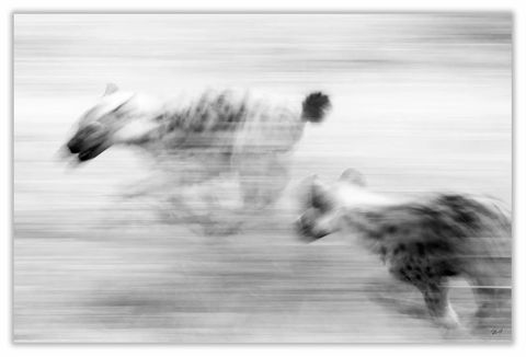 Spotted Hyena Art Print 23" x 15" BW58