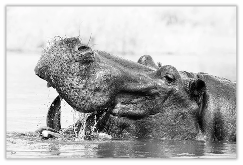 African Hippopotamus Art Print 23" x 15" BW59