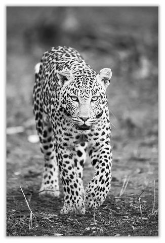 African Leopard Art Print 23" x 15" BW60