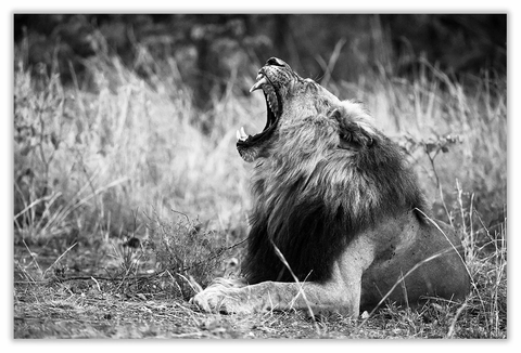 African Lion Art Print 23" x 15" BW61