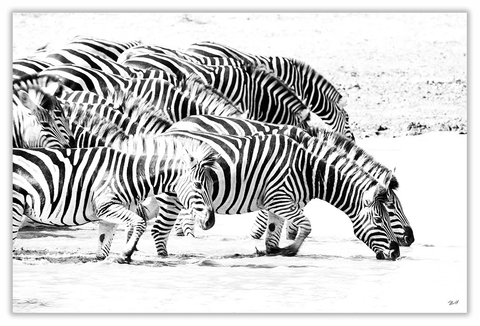 African Zebra Waterhole Art Print 23" x 15" BW67