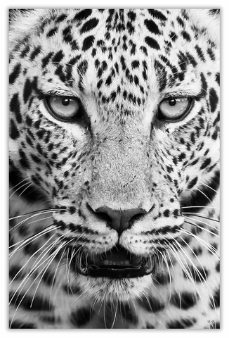 African Leopard Art Print 23" x 15" BW70