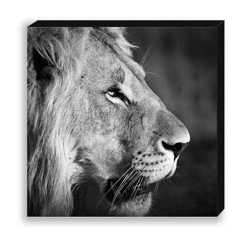 CANVAS 30*30 BW06 Lion