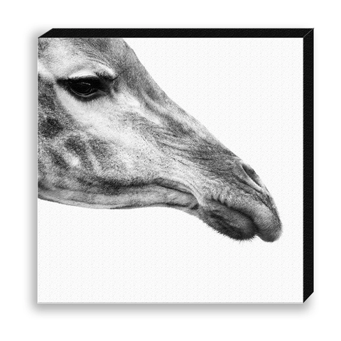 CANVAS 30*30 BW07 Giraffe