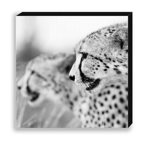 CANVAS 30*30 BW18 Cheetah