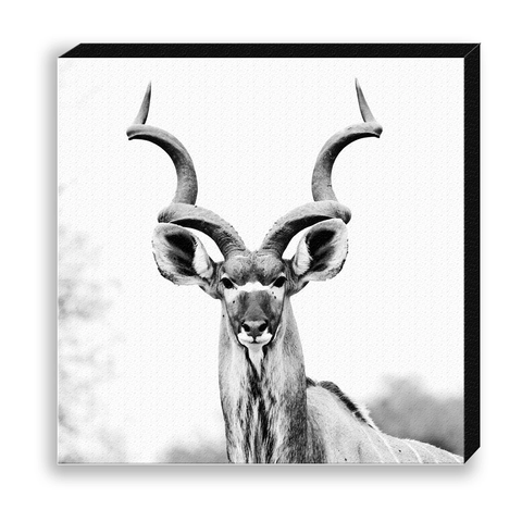 South African Greater Kudu Wall Canvas 11" x 11"